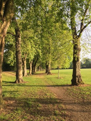 Mature horse chestnut trees lining the path through Little Bowden